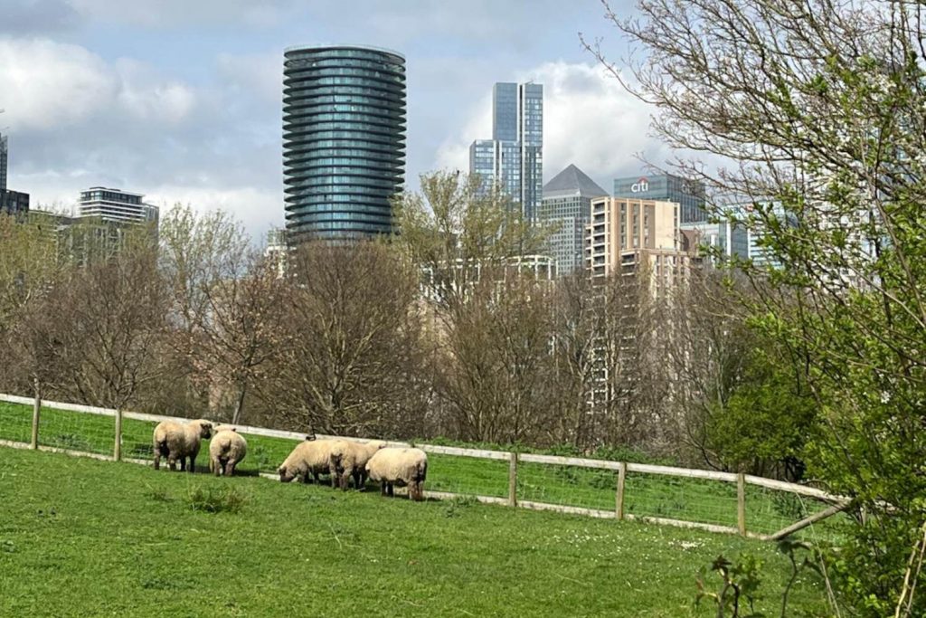 Sheep in a field at Mudchute Farm, with skyscrapers in the background, in Poplar, East London.